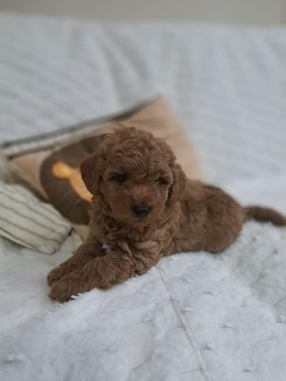 Caniche Apricot Caniche Apricot